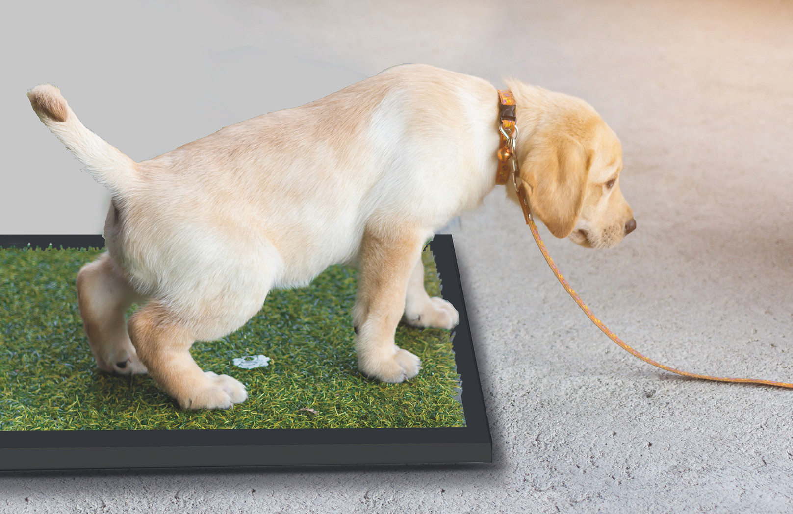 TAPETE ENTRENADOR PARA PERRO (50 X 42 CMS)